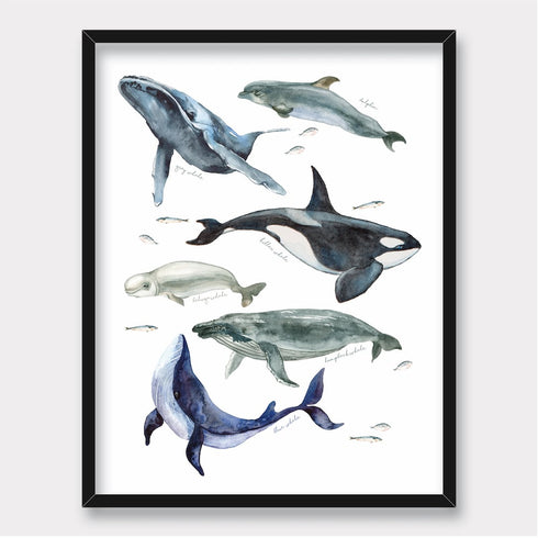 Illustrated Whales Wall Art Frame